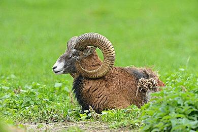 奏响皇家音乐厅《合金装备》交响音乐会11月首登英国